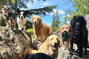 Top-Rated Whistler Dog Care Services My Caring Dog – Tips, Stories, and Care Guides for Loving Pet Owners Top-Rated Whistler Dog Care Services | My Caring Dog – Tips, Stories, and Care Guides for Loving Pet Owners