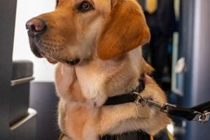 Best Service Animals for Car Travel My Caring Dog – Tips, Stories, and Care Guides for Loving Pet Owners Best Service Animals for Car Travel | My Caring Dog – Tips, Stories, and Care Guides for Loving Pet Owners