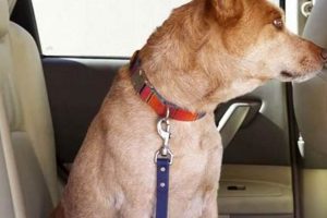 Safest Way For Dog To Ride In Car My Caring Dog – Tips, Stories, and Care Guides for Loving Pet Owners Safest Way For Dog To Ride In Car | My Caring Dog – Tips, Stories, and Care Guides for Loving Pet Owners