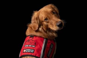 Training Your Dog for Service: A Comprehensive Guide My Caring Dog – Tips, Stories, and Care Guides for Loving Pet Owners Training Your Dog for Service: A Comprehensive Guide | My Caring Dog – Tips, Stories, and Care Guides for Loving Pet Owners