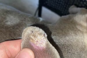 Dog Ear Care Guide: Cleaning Tips & More My Caring Dog – Tips, Stories, and Care Guides for Loving Pet Owners Dog Ear Care Guide: Cleaning Tips & More | My Caring Dog – Tips, Stories, and Care Guides for Loving Pet Owners