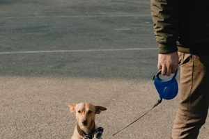 Ultimate Go Dog Go Pet Care Guide My Caring Dog – Tips, Stories, and Care Guides for Loving Pet Owners Ultimate Go Dog Go Pet Care Guide | My Caring Dog – Tips, Stories, and Care Guides for Loving Pet Owners