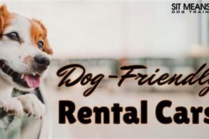 Dog Friendly Rental Cars My Caring Dog – Tips, Stories, and Care Guides for Loving Pet Owners Dog Friendly Rental Cars | My Caring Dog – Tips, Stories, and Care Guides for Loving Pet Owners