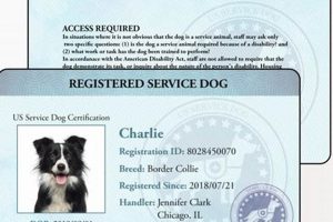 Top US Dog Service Companies & Trainers My Caring Dog – Tips, Stories, and Care Guides for Loving Pet Owners Top US Dog Service Companies & Trainers | My Caring Dog – Tips, Stories, and Care Guides for Loving Pet Owners
