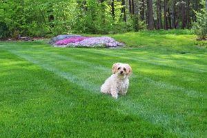 Dog-Friendly Lawn Care Tips & Tricks My Caring Dog – Tips, Stories, and Care Guides for Loving Pet Owners Dog-Friendly Lawn Care Tips & Tricks | My Caring Dog – Tips, Stories, and Care Guides for Loving Pet Owners
