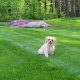 Dog-Friendly Lawn Care Tips & Tricks | My Caring Dog – Tips, Stories, and Care Guides for Loving Pet Owners