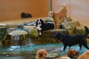 Best Dog Day Care in Burnsville, MN My Caring Dog – Tips, Stories, and Care Guides for Loving Pet Owners Best Dog Day Care in Burnsville, MN | My Caring Dog – Tips, Stories, and Care Guides for Loving Pet Owners