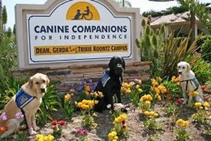 Best Canine Companions for Independence Oceanside CA Dogs My Caring Dog – Tips, Stories, and Care Guides for Loving Pet Owners Best Canine Companions for Independence Oceanside CA Dogs | My Caring Dog – Tips, Stories, and Care Guides for Loving Pet Owners