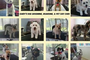 Best Dog Day Care in Pensacola FL: Top Choices My Caring Dog – Tips, Stories, and Care Guides for Loving Pet Owners Best Dog Day Care in Pensacola FL: Top Choices | My Caring Dog – Tips, Stories, and Care Guides for Loving Pet Owners