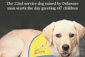 Top Dog News & Updates for Car Travel My Caring Dog – Tips, Stories, and Care Guides for Loving Pet Owners Top Dog News & Updates for Car Travel | My Caring Dog – Tips, Stories, and Care Guides for Loving Pet Owners