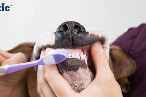 Best At-Home Dog Teeth Care Tips & Tricks My Caring Dog – Tips, Stories, and Care Guides for Loving Pet Owners Best At-Home Dog Teeth Care Tips & Tricks | My Caring Dog – Tips, Stories, and Care Guides for Loving Pet Owners