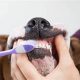 Best At-Home Dog Teeth Care Tips & Tricks | My Caring Dog – Tips, Stories, and Care Guides for Loving Pet Owners