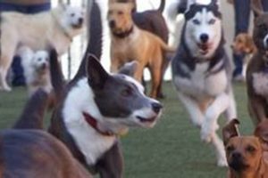 Top Dog Day Care in Milpitas, CA My Caring Dog – Tips, Stories, and Care Guides for Loving Pet Owners Top Dog Day Care in Milpitas, CA | My Caring Dog – Tips, Stories, and Care Guides for Loving Pet Owners