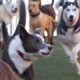 Top Dog Day Care in Milpitas, CA | My Caring Dog – Tips, Stories, and Care Guides for Loving Pet Owners