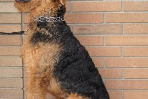 Find Trained Service Dogs for Sale | Expert Help My Caring Dog – Tips, Stories, and Care Guides for Loving Pet Owners Find Trained Service Dogs for Sale | Expert Help | My Caring Dog – Tips, Stories, and Care Guides for Loving Pet Owners