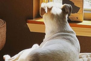 Give a Foster Dog a Forever Home: Adopt Today My Caring Dog – Tips, Stories, and Care Guides for Loving Pet Owners Give a Foster Dog a Forever Home: Adopt Today | My Caring Dog – Tips, Stories, and Care Guides for Loving Pet Owners