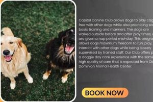 Top Dog Day Care in McLean VA: Best Options My Caring Dog – Tips, Stories, and Care Guides for Loving Pet Owners Top Dog Day Care in McLean VA: Best Options | My Caring Dog – Tips, Stories, and Care Guides for Loving Pet Owners