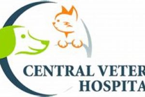 Top Central Vet Northeast: Car Dog Care My Caring Dog – Tips, Stories, and Care Guides for Loving Pet Owners Top Central Vet Northeast: Car Dog Care | My Caring Dog – Tips, Stories, and Care Guides for Loving Pet Owners
