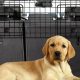 Top Dog Car Barriers: Safe & Secure Pet Travel | My Caring Dog – Tips, Stories, and Care Guides for Loving Pet Owners