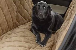 Best Orvis Dog Car Seat Covers: Ultimate Protection My Caring Dog – Tips, Stories, and Care Guides for Loving Pet Owners Best Orvis Dog Car Seat Covers: Ultimate Protection | My Caring Dog – Tips, Stories, and Care Guides for Loving Pet Owners