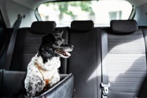 Dog in Hot Car: Is It Illegal? Dangers & Laws My Caring Dog – Tips, Stories, and Care Guides for Loving Pet Owners Dog in Hot Car: Is It Illegal? Dangers & Laws | My Caring Dog – Tips, Stories, and Care Guides for Loving Pet Owners