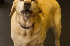 Top Dog Day Care in Hoffman Estates, IL My Caring Dog – Tips, Stories, and Care Guides for Loving Pet Owners Top Dog Day Care in Hoffman Estates, IL | My Caring Dog – Tips, Stories, and Care Guides for Loving Pet Owners