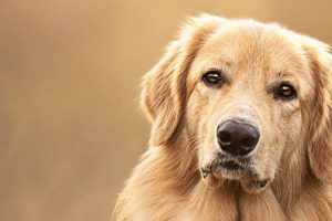 How Pet Dog My Caring Dog – Tips, Stories, and Care Guides for Loving Pet Owners How Pet Dog | My Caring Dog – Tips, Stories, and Care Guides for Loving Pet Owners