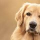 How Pet Dog | My Caring Dog – Tips, Stories, and Care Guides for Loving Pet Owners