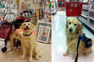Top Dog Businesses Near Me: Car Dog Edition My Caring Dog – Tips, Stories, and Care Guides for Loving Pet Owners Top Dog Businesses Near Me: Car Dog Edition | My Caring Dog – Tips, Stories, and Care Guides for Loving Pet Owners