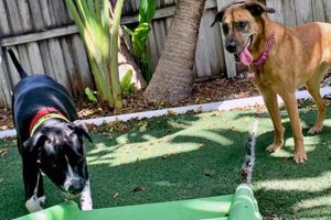 Best Dog Day Care in Fort Lauderdale, FL My Caring Dog – Tips, Stories, and Care Guides for Loving Pet Owners Best Dog Day Care in Fort Lauderdale, FL | My Caring Dog – Tips, Stories, and Care Guides for Loving Pet Owners