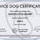 Certificate Service Dog | My Caring Dog – Tips, Stories, and Care Guides for Loving Pet Owners