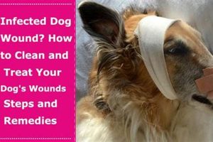 Infected Wound Care For Dogs My Caring Dog – Tips, Stories, and Care Guides for Loving Pet Owners Infected Wound Care For Dogs | My Caring Dog – Tips, Stories, and Care Guides for Loving Pet Owners