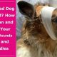 Infected Wound Care For Dogs | My Caring Dog – Tips, Stories, and Care Guides for Loving Pet Owners