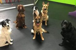 Day Training For Dogs Near Me My Caring Dog – Tips, Stories, and Care Guides for Loving Pet Owners Day Training For Dogs Near Me | My Caring Dog – Tips, Stories, and Care Guides for Loving Pet Owners