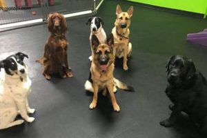Day Training For Dogs Near Me My Caring Dog – Tips, Stories, and Care Guides for Loving Pet Owners Day Training For Dogs Near Me | My Caring Dog – Tips, Stories, and Care Guides for Loving Pet Owners