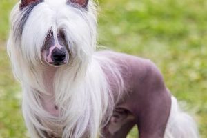 The Ultimate Guide to Chinese Crested Dog Skin Care My Caring Dog – Tips, Stories, and Care Guides for Loving Pet Owners The Ultimate Guide to Chinese Crested Dog Skin Care | My Caring Dog – Tips, Stories, and Care Guides for Loving Pet Owners