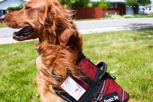 Texas Service Dog Training: A How-To Guide My Caring Dog – Tips, Stories, and Care Guides for Loving Pet Owners Texas Service Dog Training: A How-To Guide | My Caring Dog – Tips, Stories, and Care Guides for Loving Pet Owners