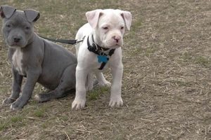 Ultimate Pit Bull Care Guide: Tips & Tricks My Caring Dog – Tips, Stories, and Care Guides for Loving Pet Owners Ultimate Pit Bull Care Guide: Tips & Tricks | My Caring Dog – Tips, Stories, and Care Guides for Loving Pet Owners