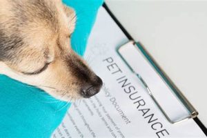 Top Dog Insurance: Routine Care Coverage My Caring Dog – Tips, Stories, and Care Guides for Loving Pet Owners Top Dog Insurance: Routine Care Coverage | My Caring Dog – Tips, Stories, and Care Guides for Loving Pet Owners