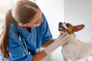 Essential Dog Health Care Tips & Guide My Caring Dog – Tips, Stories, and Care Guides for Loving Pet Owners Essential Dog Health Care Tips & Guide | My Caring Dog – Tips, Stories, and Care Guides for Loving Pet Owners