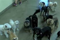 Top Dog Day Care in Tucson: Best Facilities My Caring Dog – Tips, Stories, and Care Guides for Loving Pet Owners Top Dog Day Care in Tucson: Best Facilities | My Caring Dog – Tips, Stories, and Care Guides for Loving Pet Owners