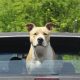 Can Dogs Get Car Sick? Symptoms &amp; Remedies | My Caring Dog – Tips, Stories, and Care Guides for Loving Pet Owners