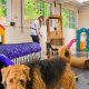 The Truth About Doggy Daycare: All Play, Or More? | My Caring Dog – Tips, Stories, and Care Guides for Loving Pet Owners