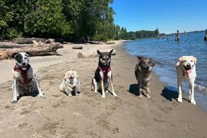 The People's Pup: Ultimate Car Dog Guide My Caring Dog – Tips, Stories, and Care Guides for Loving Pet Owners The People's Pup: Ultimate Car Dog Guide | My Caring Dog – Tips, Stories, and Care Guides for Loving Pet Owners