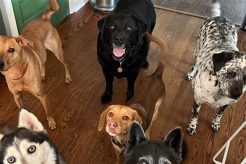 Top Dog Day Care in Greenville SC: Find the Best My Caring Dog – Tips, Stories, and Care Guides for Loving Pet Owners Top Dog Day Care in Greenville SC: Find the Best | My Caring Dog – Tips, Stories, and Care Guides for Loving Pet Owners
