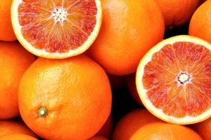 Can Dogs Safely Eat Cara Cara Oranges? My Caring Dog – Tips, Stories, and Care Guides for Loving Pet Owners Can Dogs Safely Eat Cara Cara Oranges? | My Caring Dog – Tips, Stories, and Care Guides for Loving Pet Owners
