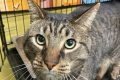 Best Cat Rescue in Chicago, IL: Adopt Today! My Caring Dog – Tips, Stories, and Care Guides for Loving Pet Owners Best Cat Rescue in Chicago, IL: Adopt Today! | My Caring Dog – Tips, Stories, and Care Guides for Loving Pet Owners
