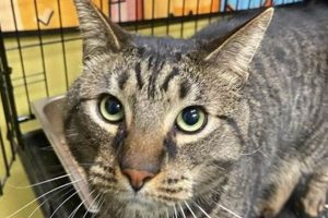 Best Cat Rescue in Chicago, IL: Adopt Today! My Caring Dog – Tips, Stories, and Care Guides for Loving Pet Owners Best Cat Rescue in Chicago, IL: Adopt Today! | My Caring Dog – Tips, Stories, and Care Guides for Loving Pet Owners