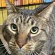 Best Cat Rescue in Chicago, IL: Adopt Today! | My Caring Dog – Tips, Stories, and Care Guides for Loving Pet Owners