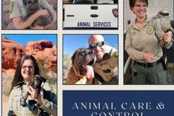 Best Dog Day Care in St. George, Utah My Caring Dog – Tips, Stories, and Care Guides for Loving Pet Owners Best Dog Day Care in St. George, Utah | My Caring Dog – Tips, Stories, and Care Guides for Loving Pet Owners